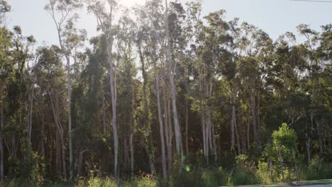 paperbark trees - static shot - melaleuca quinquenervia