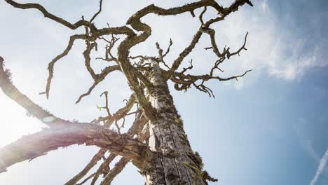 Toter-Baum-Niedriger-Winkel-Mit-Himmels-Zeitraffer-Schieberegler