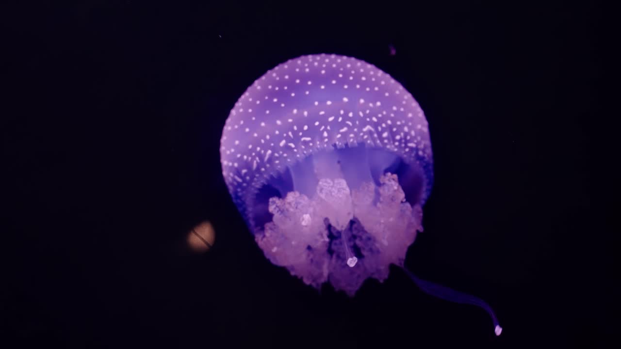 Phyllorhiza punctata jellyfish seen from below, its dome and clustered oral arms glowing gently in the surrounding darkness