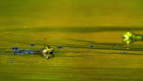 Primer-Plano-De-Dos-Ranas-Moras-Nadando-En-Agua-Pantanosa,-Céntrate-En-Primer-Plano,-Día