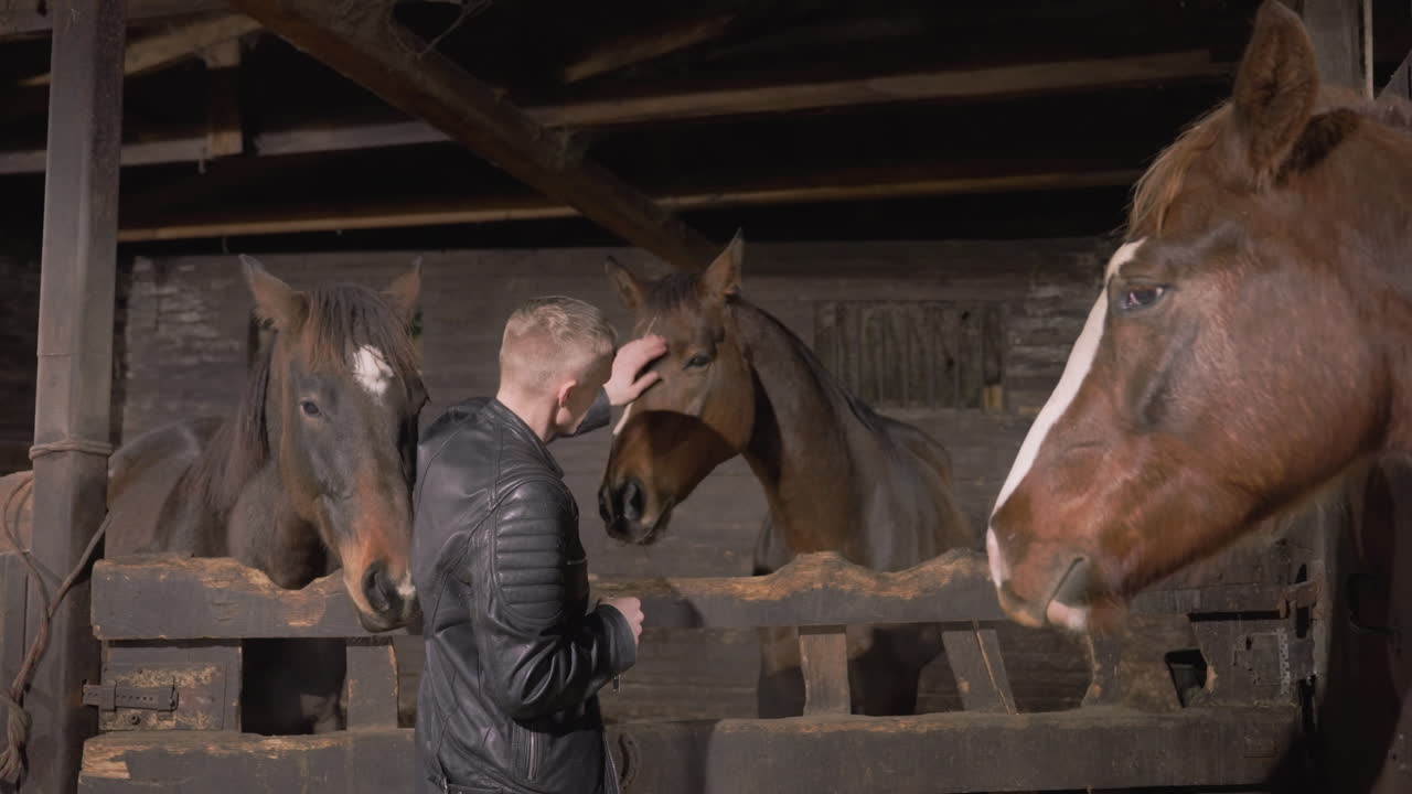 White man in barn performing gentle inspection, close veterinarian style check and feeding interaction at aged wooden stall, careful hands, calm horse responses, textured beams and soft stable light