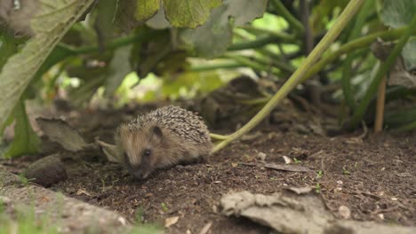 Pequeño-Erizo-Europeo-Buscando-Comida-En-Medio-Del-Jardín-De-Plantas-De-Calabacín