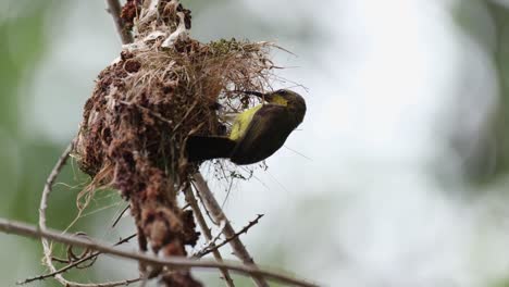 Seen-hanging-on-its-nest-then-flies-away,-Olive-backed-Sunbird-Cinnyris-jugularis,-Thailand