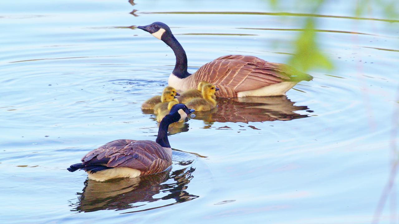 A serene nature shot of goslings and an adult goose