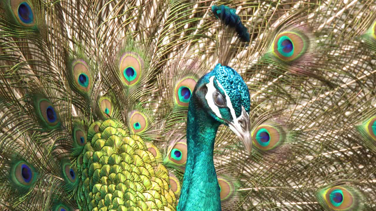 Close-up de um pavão macho sacudindo suas vibrantes penas da cauda durante um ritual de acasalamento.