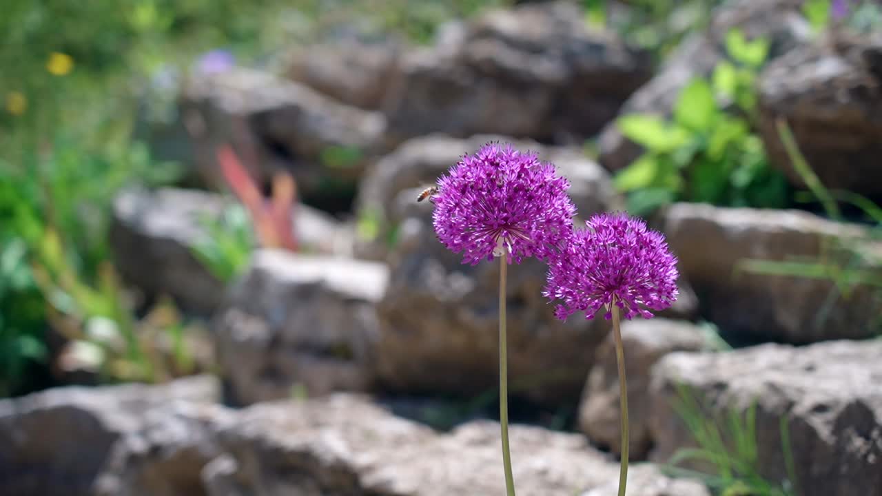 Purple flowers blooming in a rock garden under the sun