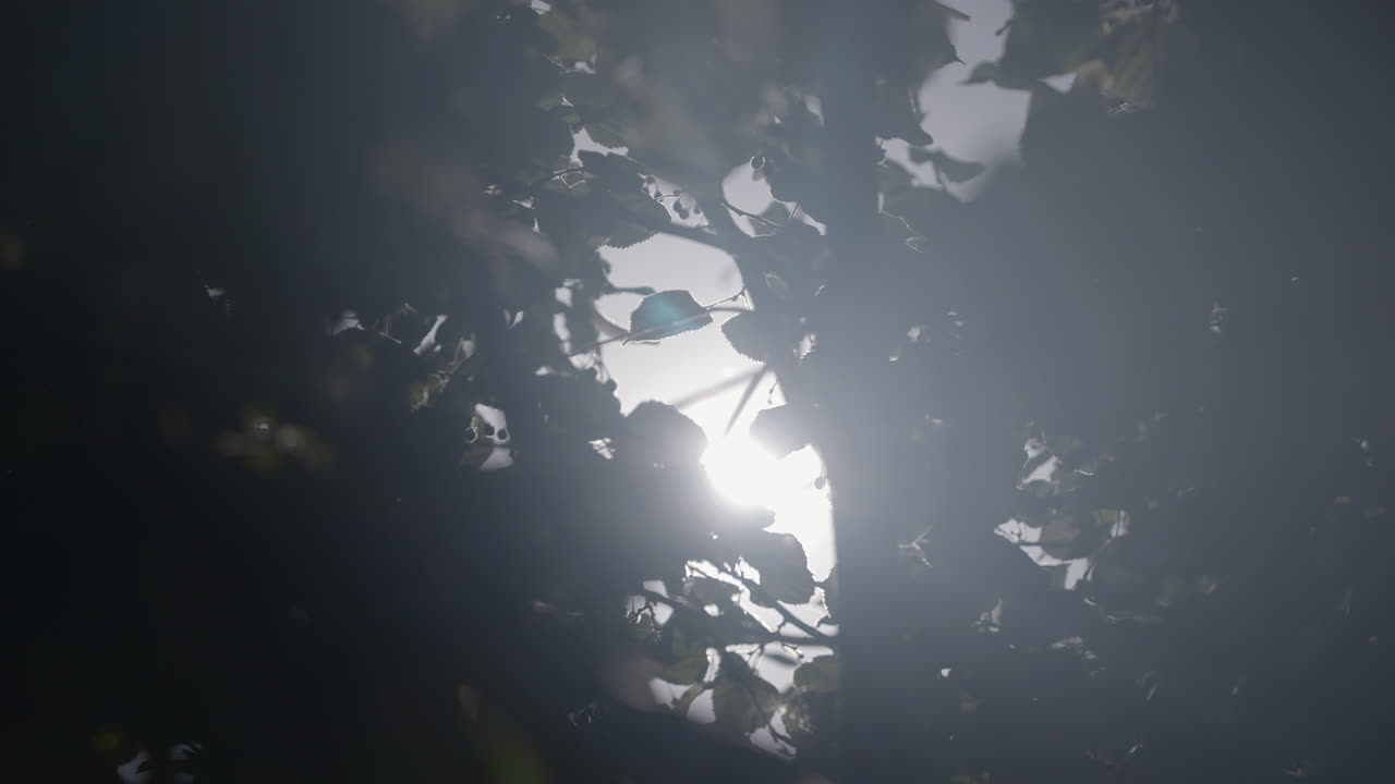 나뭇잎 사이로 비치는 햇빛