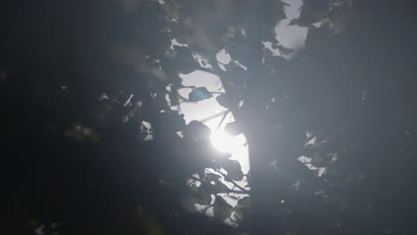 sunlight peeking through tree leaves