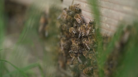 beautiful close-up of bees crawling a beehive in slowmotion