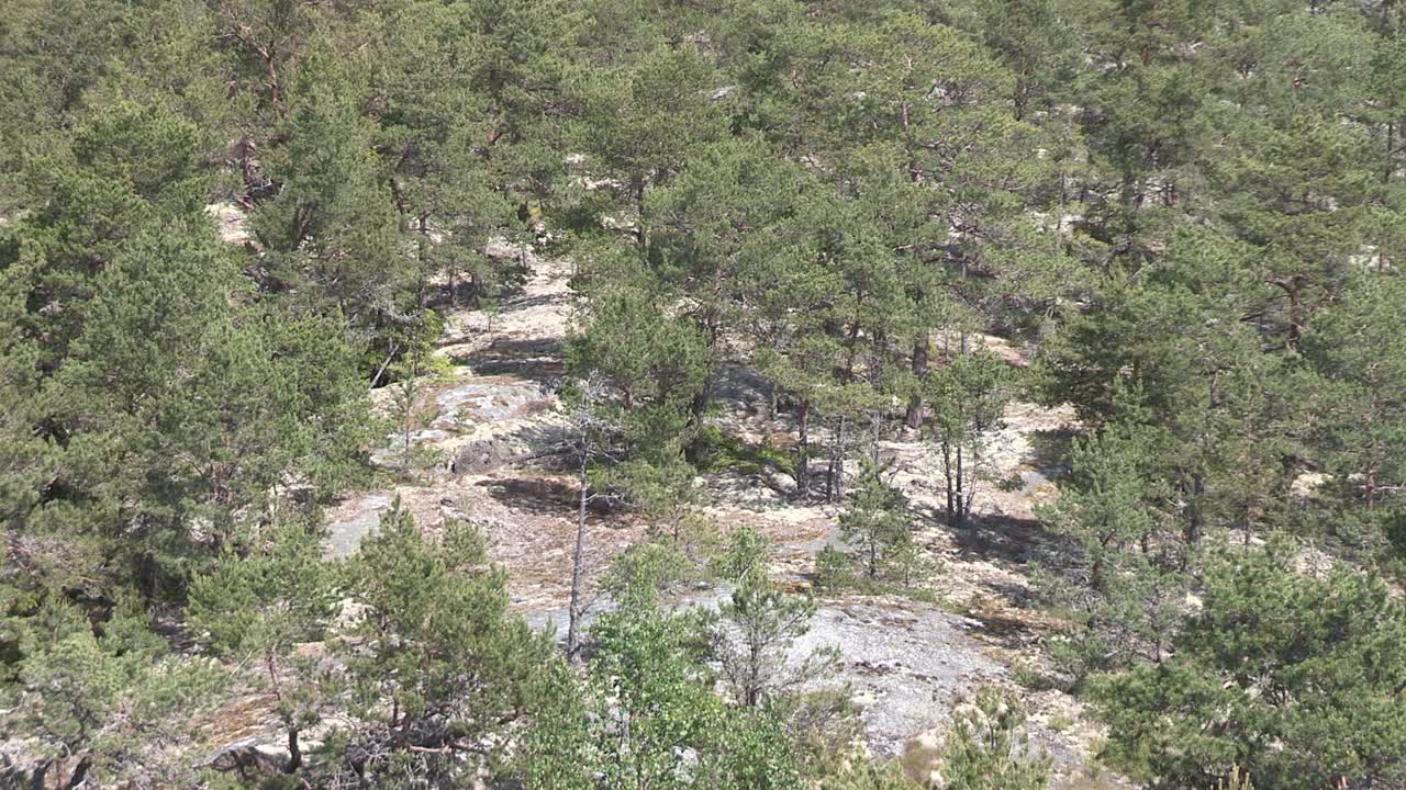 Foresta di conifere in Finlandia dall'alto-2