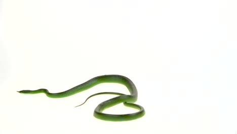 green snake on a white background