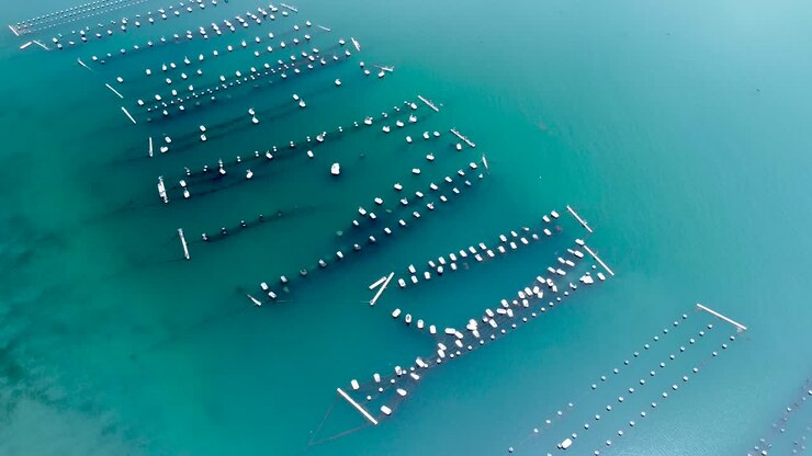 Oyster farm Carlsbad lagoon drone view