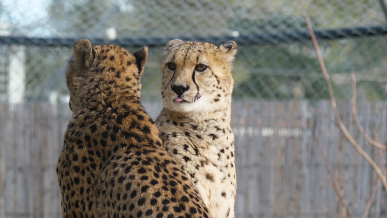Two Cheetahs licking each other in Montpellier zoo , day time slow motion.