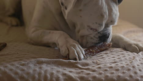 perro boxer albino blanco disfrutando de un hueso masticable sentado en una cómoda silla iluminada por el sol