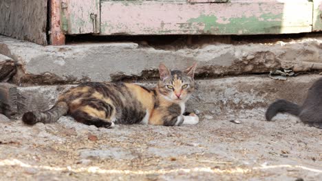 Calico-Cat-Lying-And-Relaxing-On-The-Ground-In-The-Farm