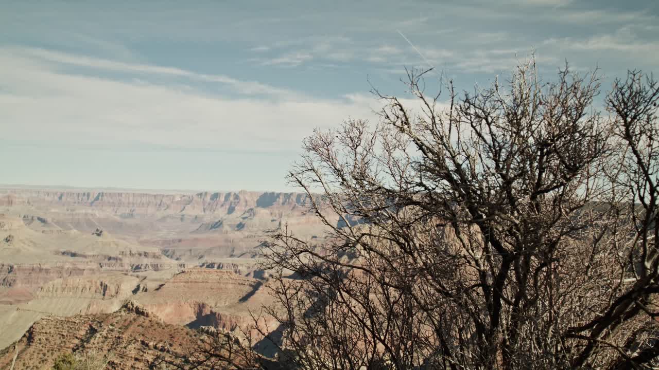 애리조나 주 그랜드 캐니언 국립 공원 남쪽 가장자리, 나무에서 오른쪽에서 왼쪽으로 이동하여 캐니언을 드러내는 돌리