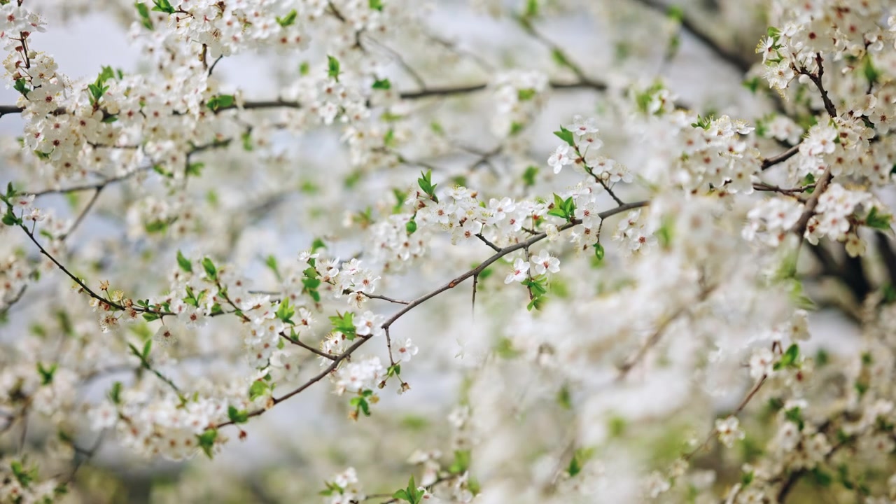 細い枝に咲く白い春の花を、浅い被写界深度で接写。
