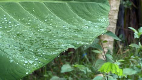water droplets resting on a vibrant green leaf after rainfall, captured in a lush garden