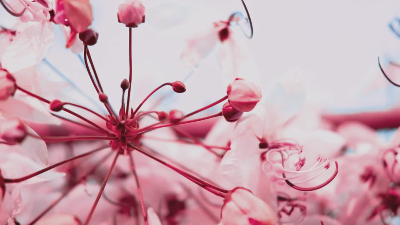 Pink and white sakura flowers in the park, high contrast video