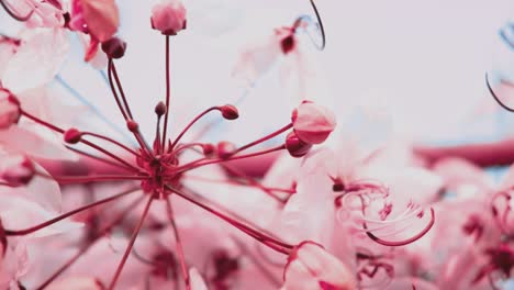 pink and white sakura flowers in the park, high contrast video