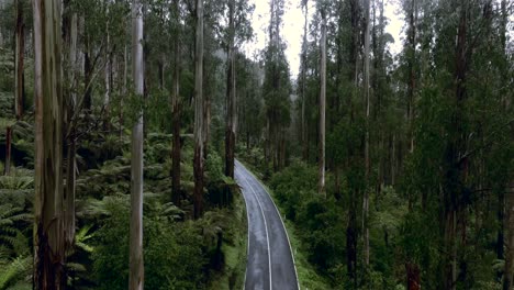 the black spur drive in victoria, australia on a cloudy day