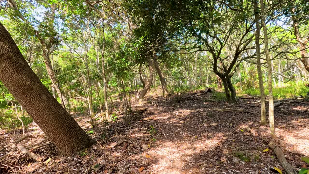 La cámara se mueve a través de un sendero iluminado por el sol en un bosque, destacando la exuberante vegetación, los troncos de los árboles y la atmósfera tranquila