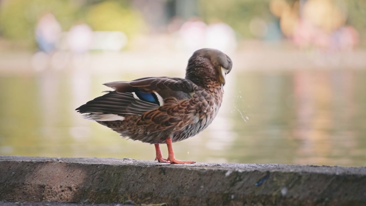 Bellissima anatra che si pulisce le piume