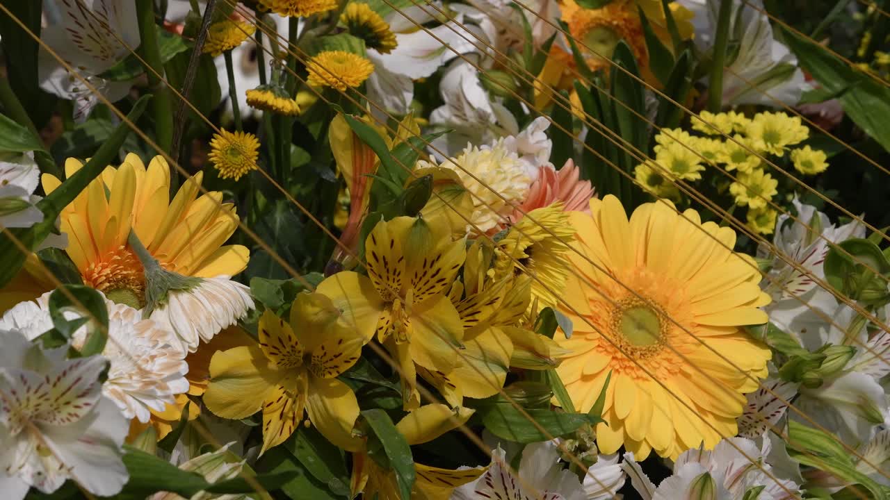 Timfloralis 2019 - Il Festival dei Fiori, Timisoara, Romania.