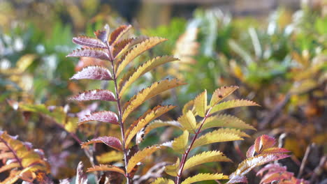 impresionantes colores de hojas de otoño o otoño de plantas pequeñas.