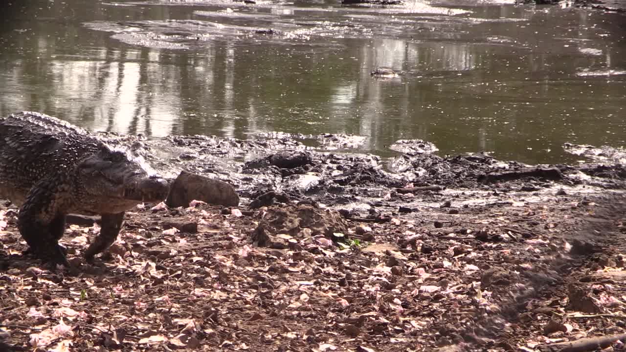un cocodrilo camina en un pantano en los everglades
