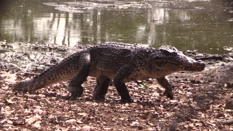 un cocodrilo camina en un pantano en los everglades