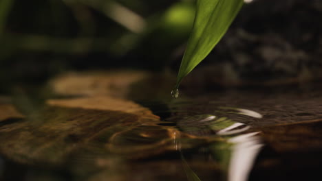 planta en la orilla del río