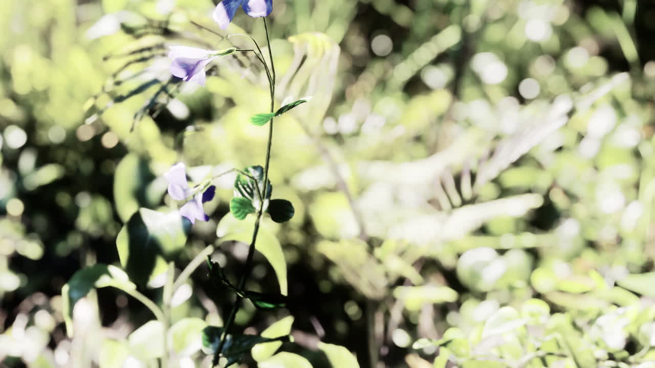 열대 숲 에 빛나는 태양