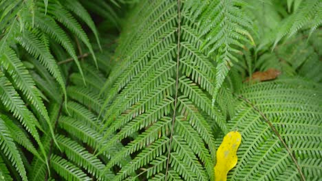 pullback along fern spine to apex with dew drops on leaves glistening