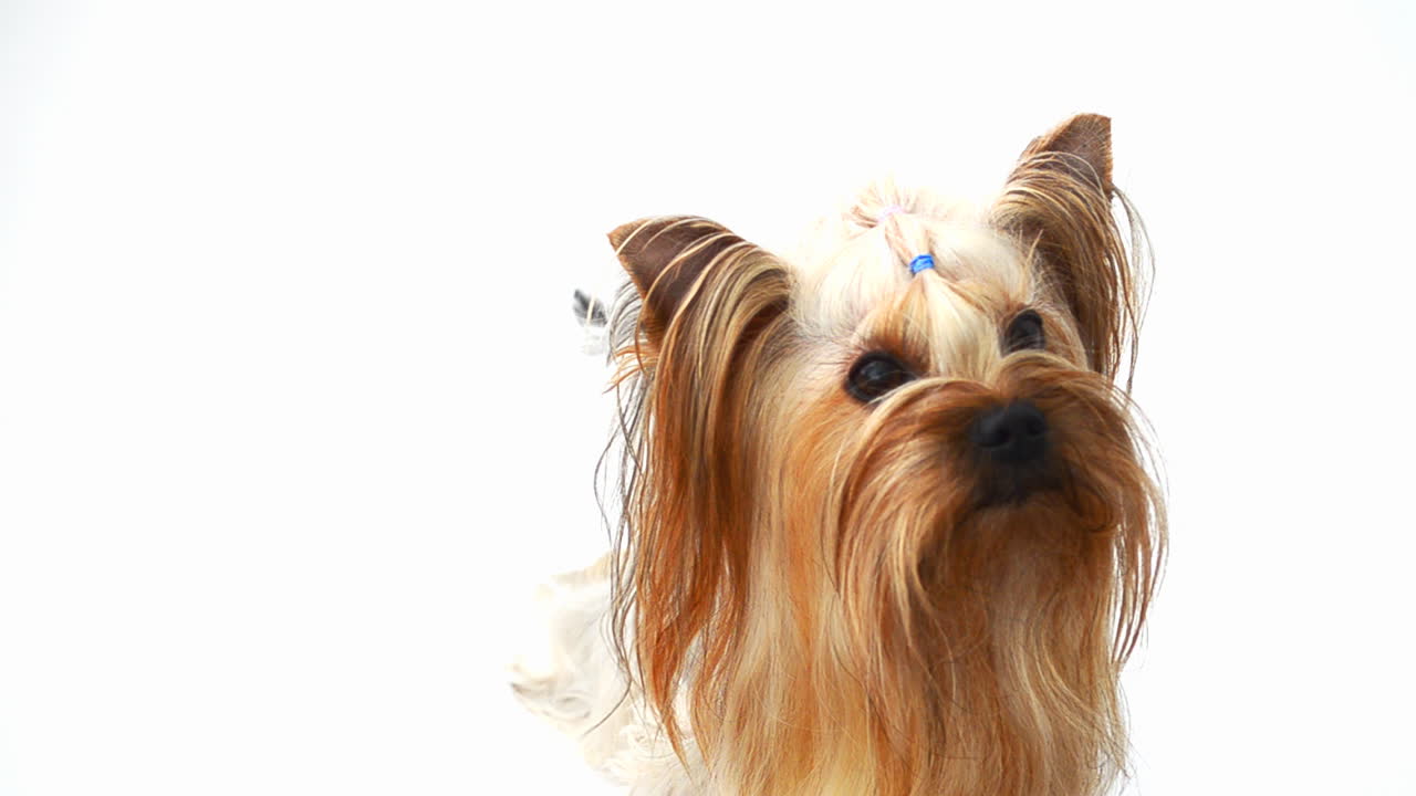 Yorkshire terrier su sfondo bianco, un cane. Riprese di un cane