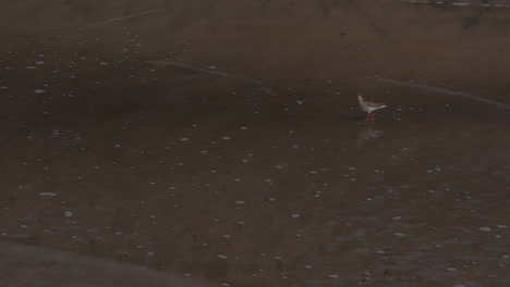 Kreisende-Aufnahme-Eines-Rotschenkelvogels,-Der-An-Einem-Strand-Nach-Nahrung-Sucht