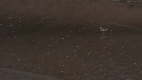 Circling-shot-of-a-common-redshank-bird-looking-for-food-on-a-beach