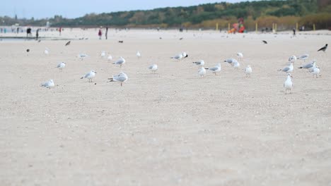 bandada de gaviotas caminando por la playa en un día frío de otoño