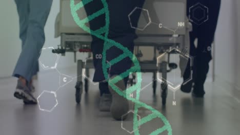 animación de cadena de adn y datos médicos sobre las piernas de los médicos empujando la cama del hospital en el pasillo