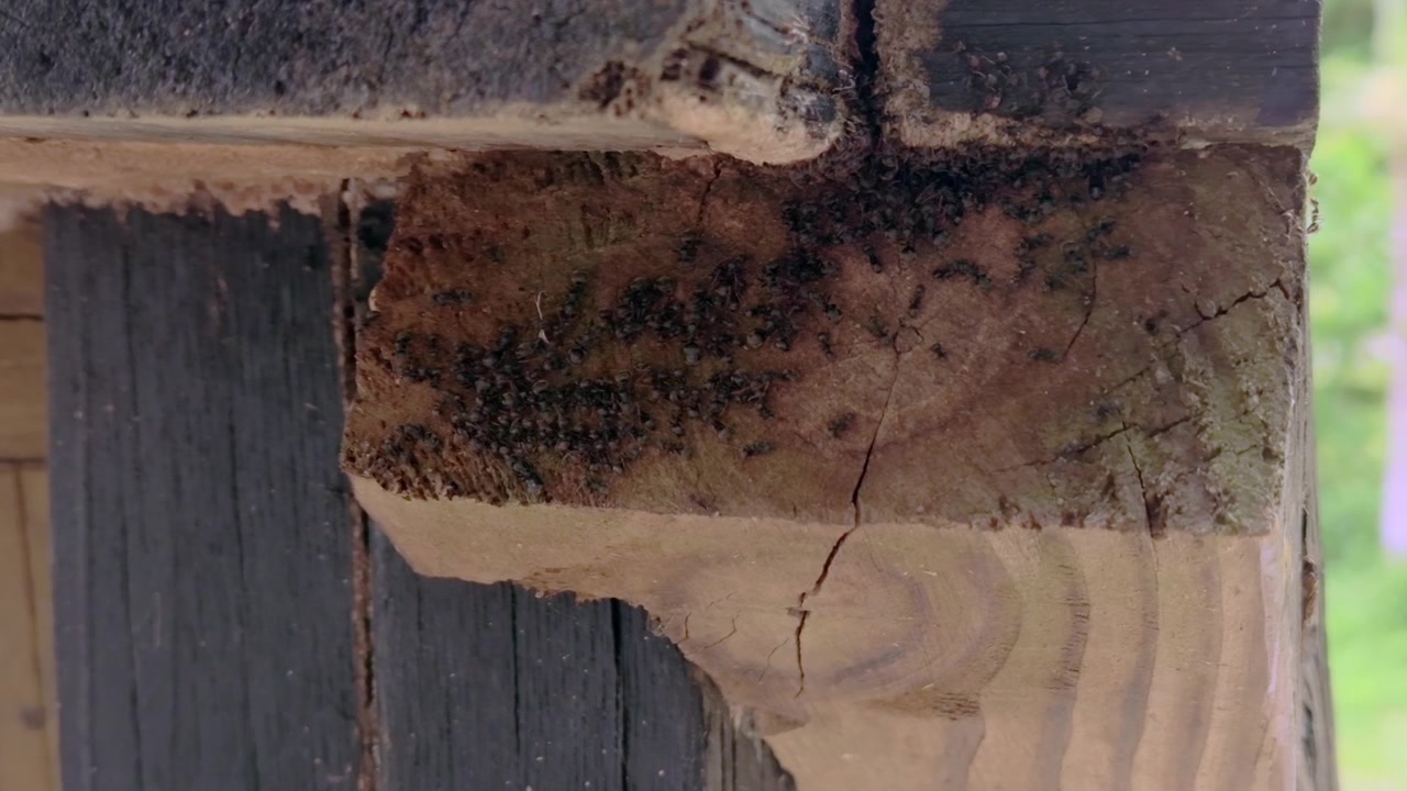 Formiche su un palo di legno. Molte formiche su un pezzo di palo di legno.