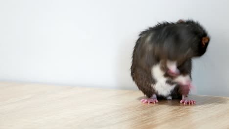 gray rat washing close-up