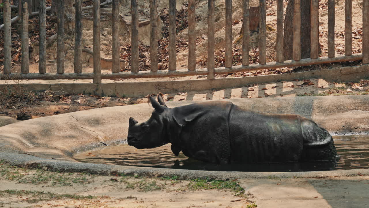 Rhinoceros Wallowing in Water at a Zoo