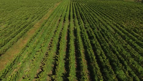 Aerial-View-of-rows-of-grape-vines-on-a-large-farm