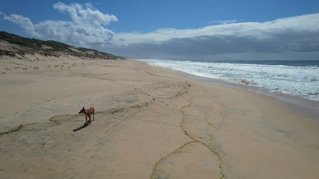 cão dingo olhando em volta da praia de mungo, em nova gales do sul, austrália