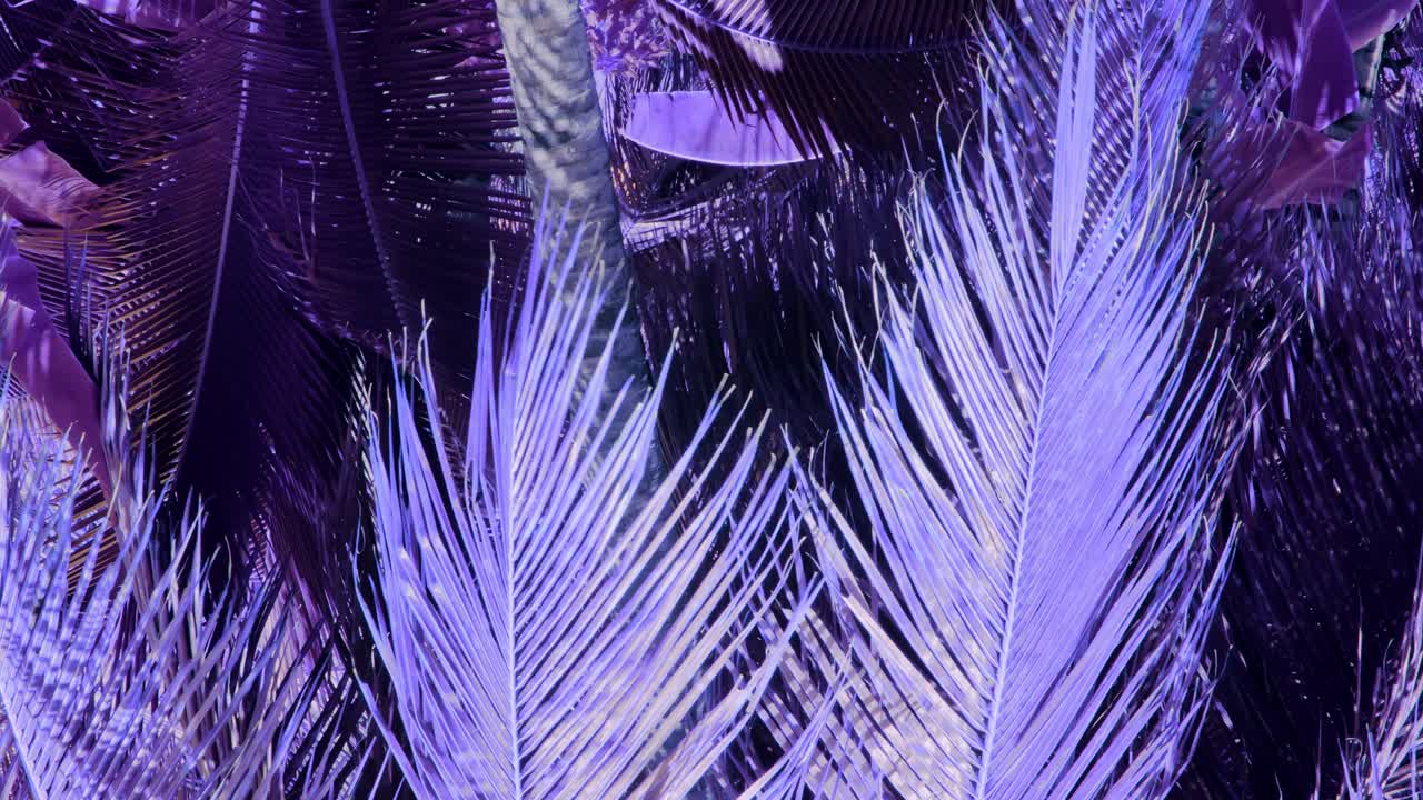 다른 세상 꿈처럼 야자 코코넛 나무의 초현실적 인 색상