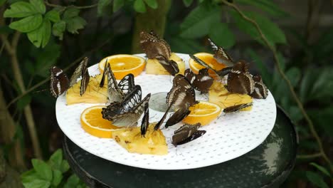 butterflies feeding on fruit