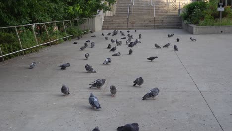 Una-Colonia-De-Palomas-Para-El-Placer-De-Tus-Ojos