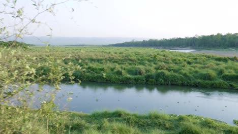 rainforest in chitwan national park, nepal.