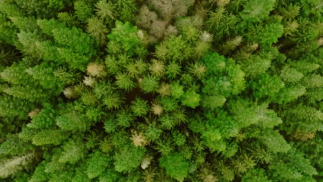 vertical drone shot, moving downward, of pine trees seen from above and from a low height which makes the perspective somewhat unusual