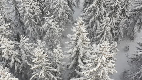 Vorbei-An-Einem-Tannenwald-In-Der-Nähe-Der-Baumwipfel